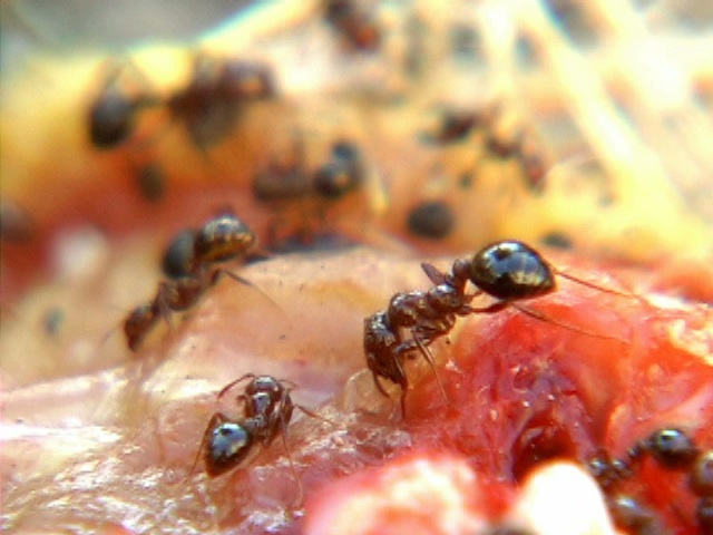 ants on pizza