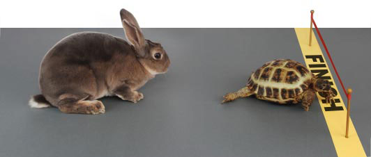 Tortoise and Hare Race